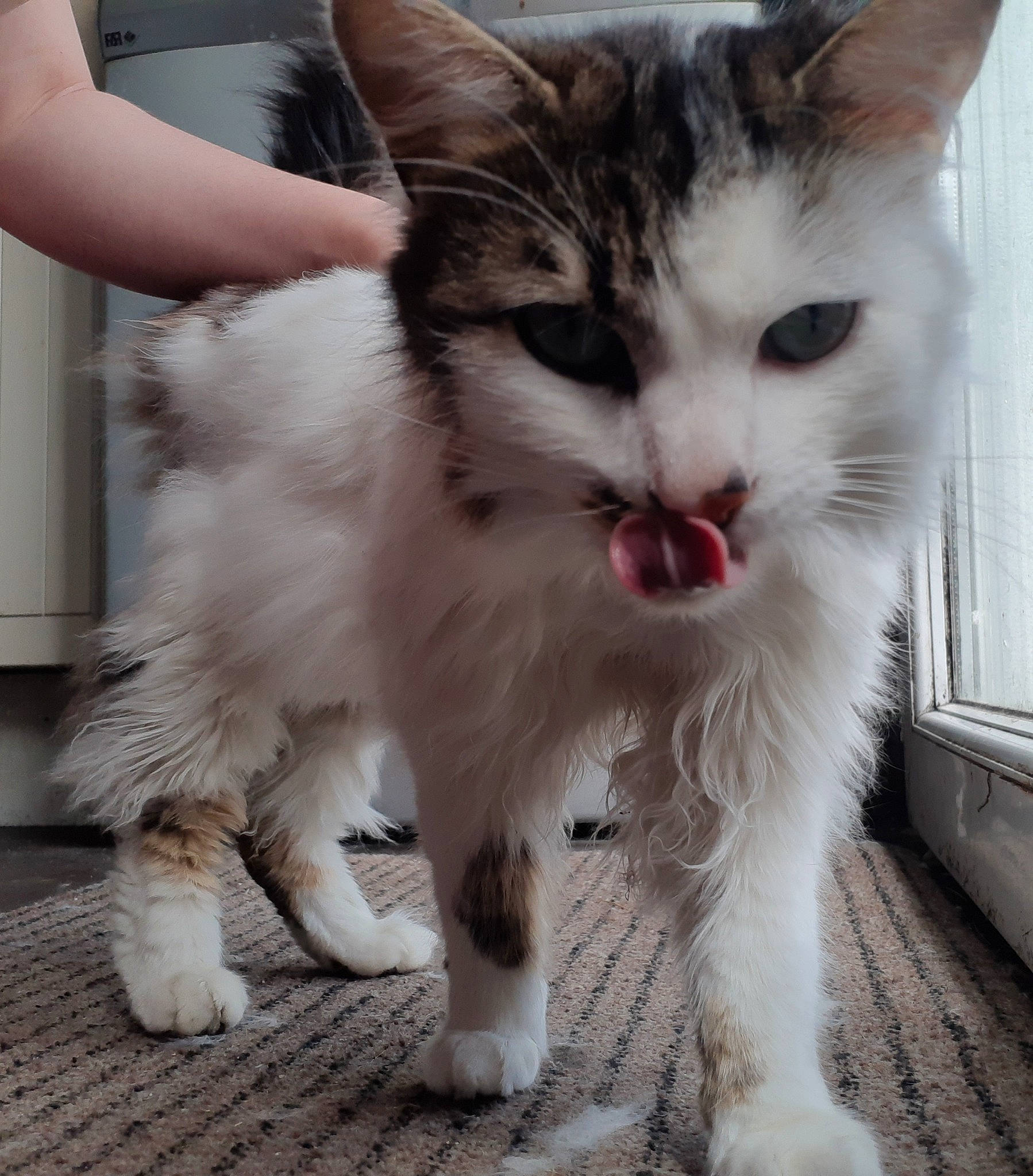 Océan participe au concours pour gagner de l'argent avec cette photo : aegean_cat, american_curl, american_wirehair, asian, asian_semi_longhair, british_semi_longhair, carnivore, cat, domestic_long_haired_cat, domestic_short_haired_cat, felidae, kitten, mammal, norwegian_forest_cat, ragamuffin, small_to_medium_sized_cats, snout, turkish_van, vertebrate, whiskers