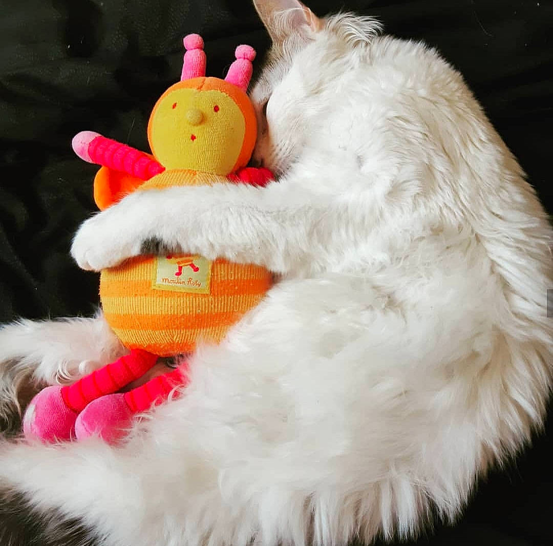 Océan a rejoint le concours — aidez-le/la à gagner de superbes lots ! carnivore, cat, cat_toy, claw, dog_toy, felidae, fur, norwegian_forest_cat, paw, plush, small_to_medium_sized_cats, stuffed_toy, tail, textile, toy, whiskers