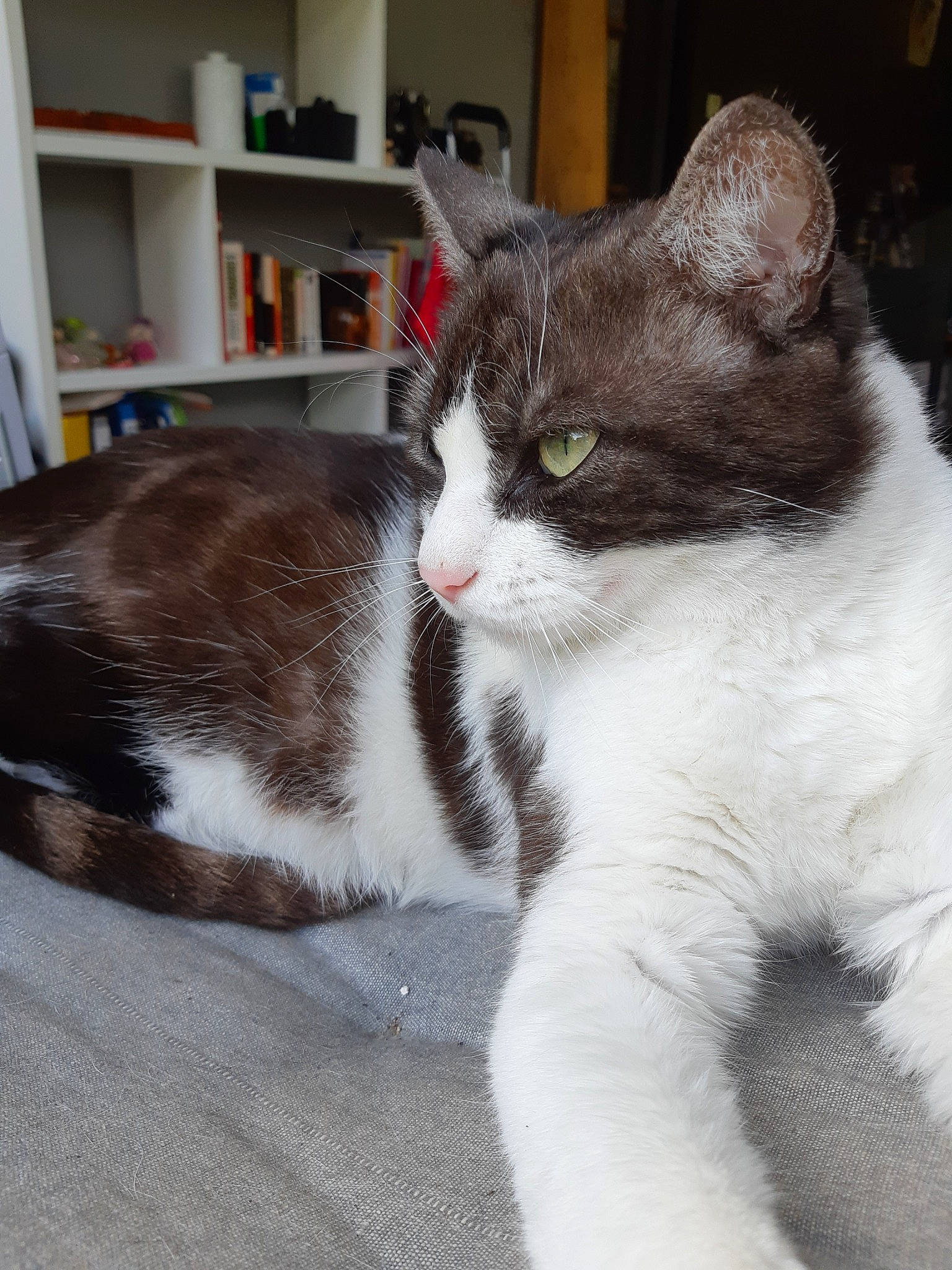 Neige participe au concours pour gagner de l'argent avec cette photo : aegean_cat, american_wirehair, asian, carnivore, cat, domestic_short_haired_cat, european_shorthair, eye, felidae, fur, kitten, mammal, polydactyl_cat, small_to_medium_sized_cats, snout, tail, whiskers