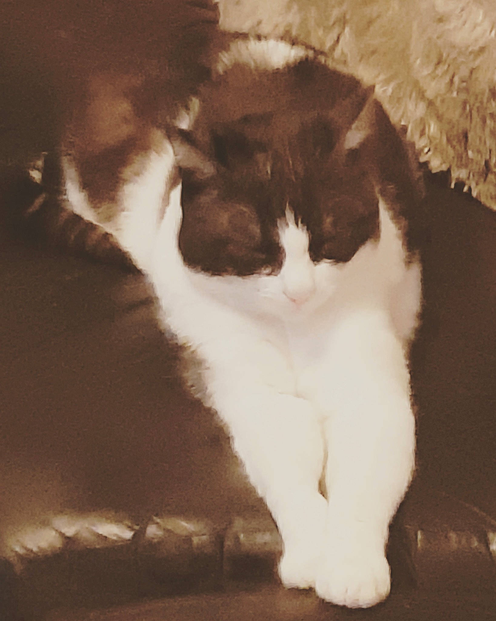 Neige participe au concours pour gagner de l'argent avec cette photo : aegean_cat, american_wirehair, black_and_white, carnivore, cat, domestic_short_haired_cat, felidae, fur, kitten, paw, polydactyl_cat, small_to_medium_sized_cats, tail, whiskers