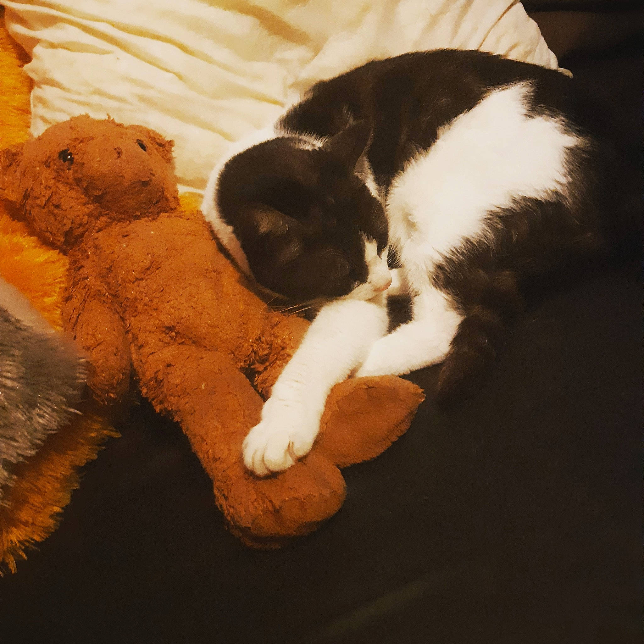 Neige participe au concours pour gagner de l'argent avec cette photo : canidae, carnivore, companion_dog, dog, dog_breed, drentse_patrijshond, english_springer_spaniel, fur, landseer, puppy, puppy_love, sleep, sporting_group, tail