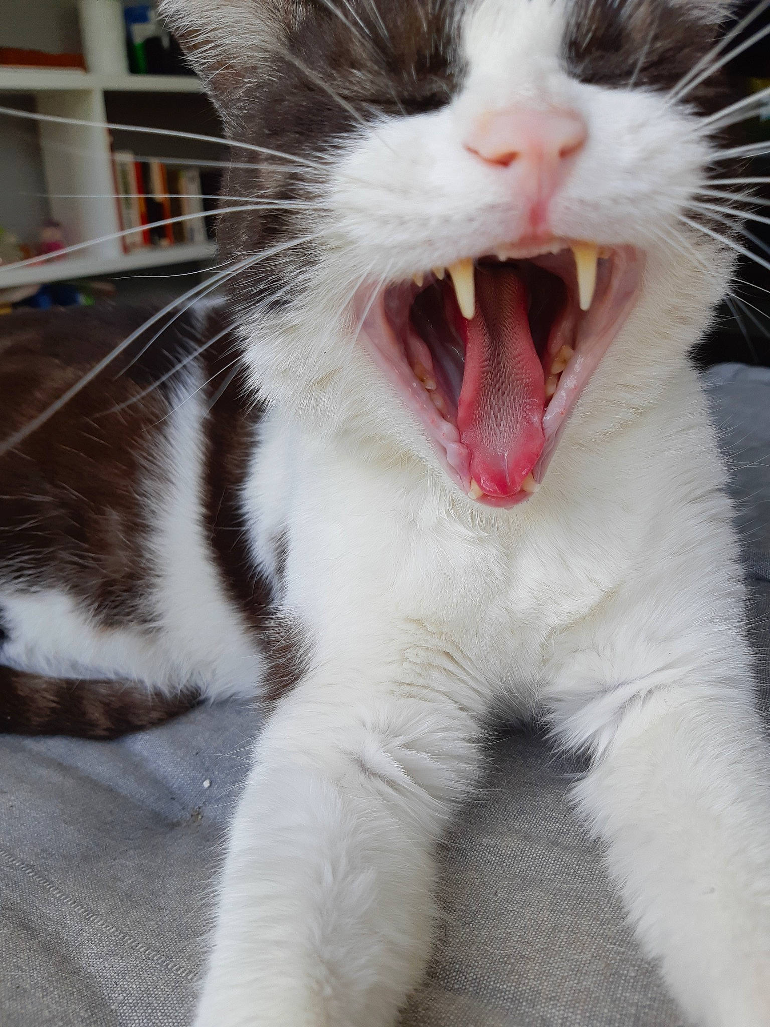 Neige a rejoint le concours — aidez-le/la à gagner de superbes lots ! aegean_cat, american_wirehair, carnivore, cat, claw, domestic_short_haired_cat, eye, facial_expression, fang, felidae, fur, jaw, mouth, nose, organ, small_to_medium_sized_cats, snout, tooth, whiskers, yawn