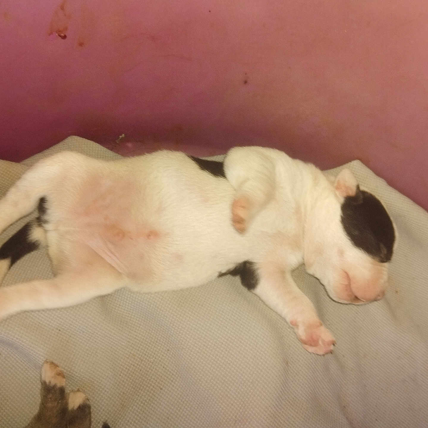 Ballou a rejoint le concours — aidez-le/la à gagner de superbes lots ! adorable, animal, blanket, cozy, cute, dog, fur, indoor, lying_down, paw, pet, pink_wall, puppy, relaxation, resting, side_view, sleeping, small, snout, young