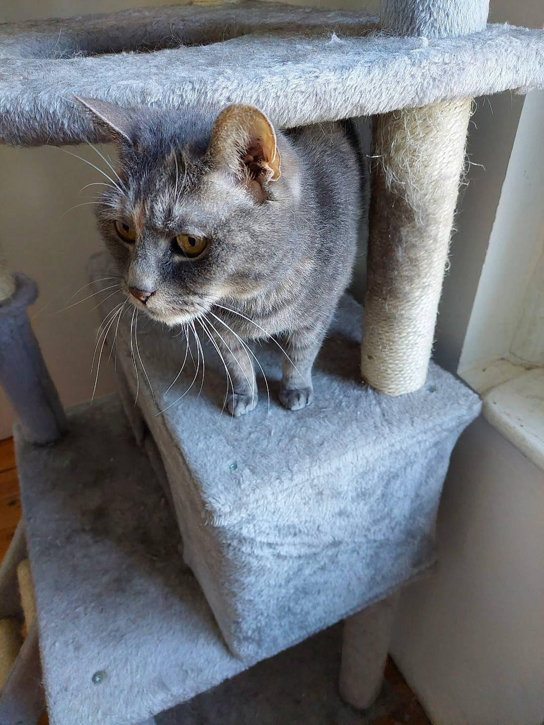 Gâchette participe au concours pour gagner de l'argent avec cette photo : carnivore, cat, cat_supply, chair, comfort, domestic_short_haired_cat, fawn, felidae, fur, grey, paw, pet_supply, room, russian_blue, small_to_medium_sized_cats, tail, terrestrial_animal, whiskers, window, wood