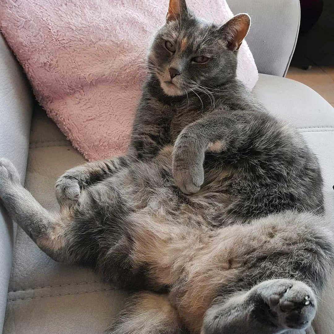 Gâchette