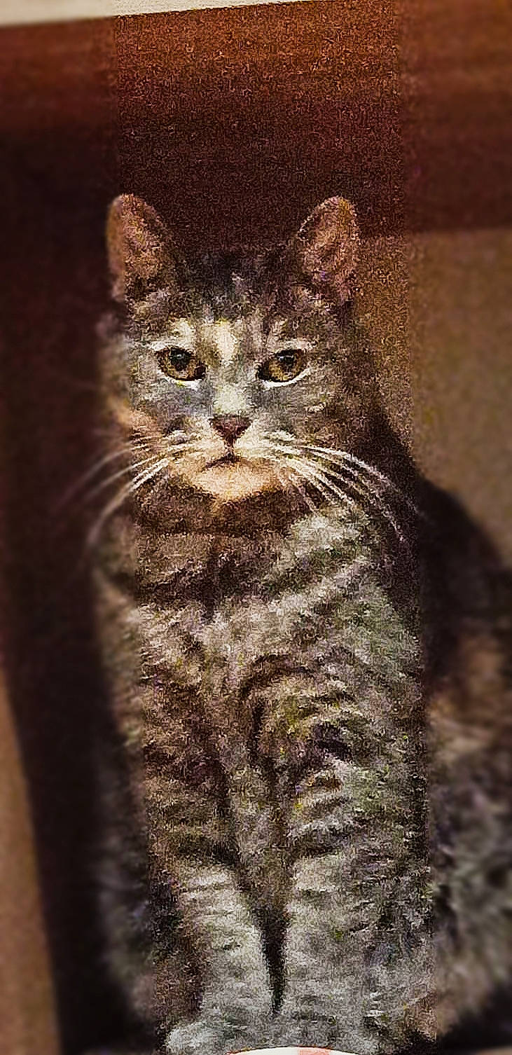 Gâchette participe au concours pour gagner de l'argent avec cette photo : art, bobcat, carnivore, cat, claw, domestic_short_haired_cat, eye, felidae, fur, lynx, paw, small_to_medium_sized_cats, snout, tail, terrestrial_animal, tree, whiskers, wildlife, window