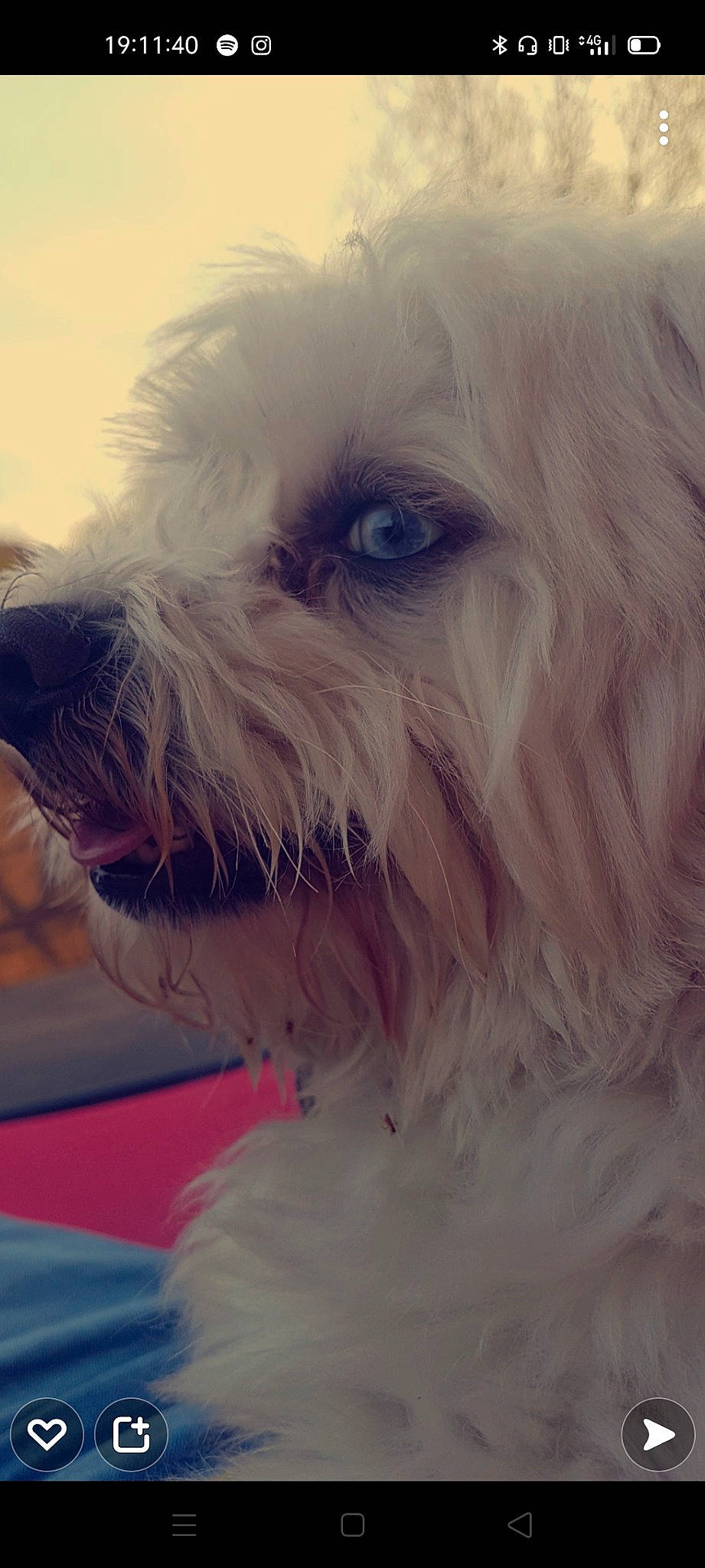 Mango participe au concours pour gagner de l'argent avec cette photo : canidae, carnivore, companion_dog, dog, dog_breed, dog_collar, ear, fur, happy, liver, maltepoo, non_sporting_group, puppy, puppy_love, small_terrier, snout, sporting_group, terrier, toy_dog, working_animal