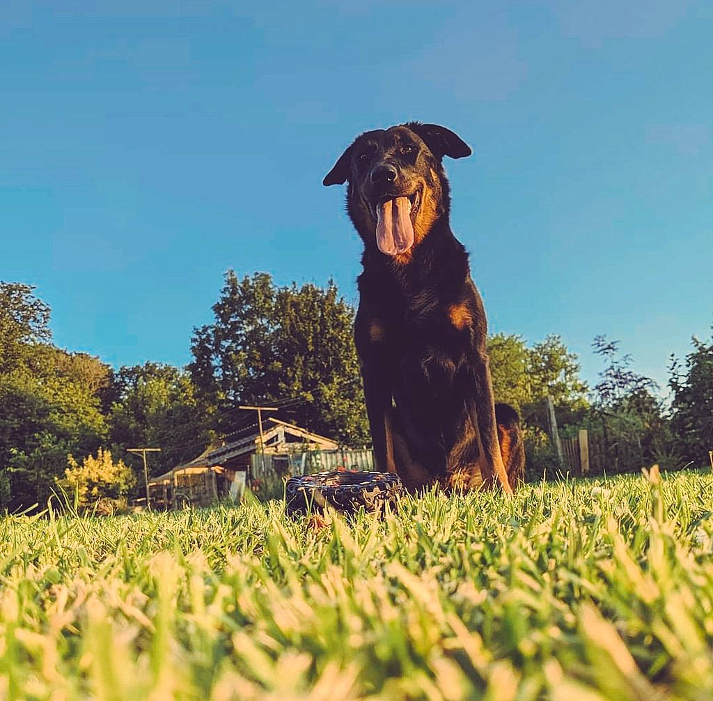 Raya a rejoint le concours — aidez-le/la à gagner de superbes lots ! agriculture, carnivore, companion_dog, dog, dog_breed, fawn, grass, grass_family, grassland, happy, hat, meadow, people_in_nature, plant, prairie, rural_area, sky, snout, tree, working_animal