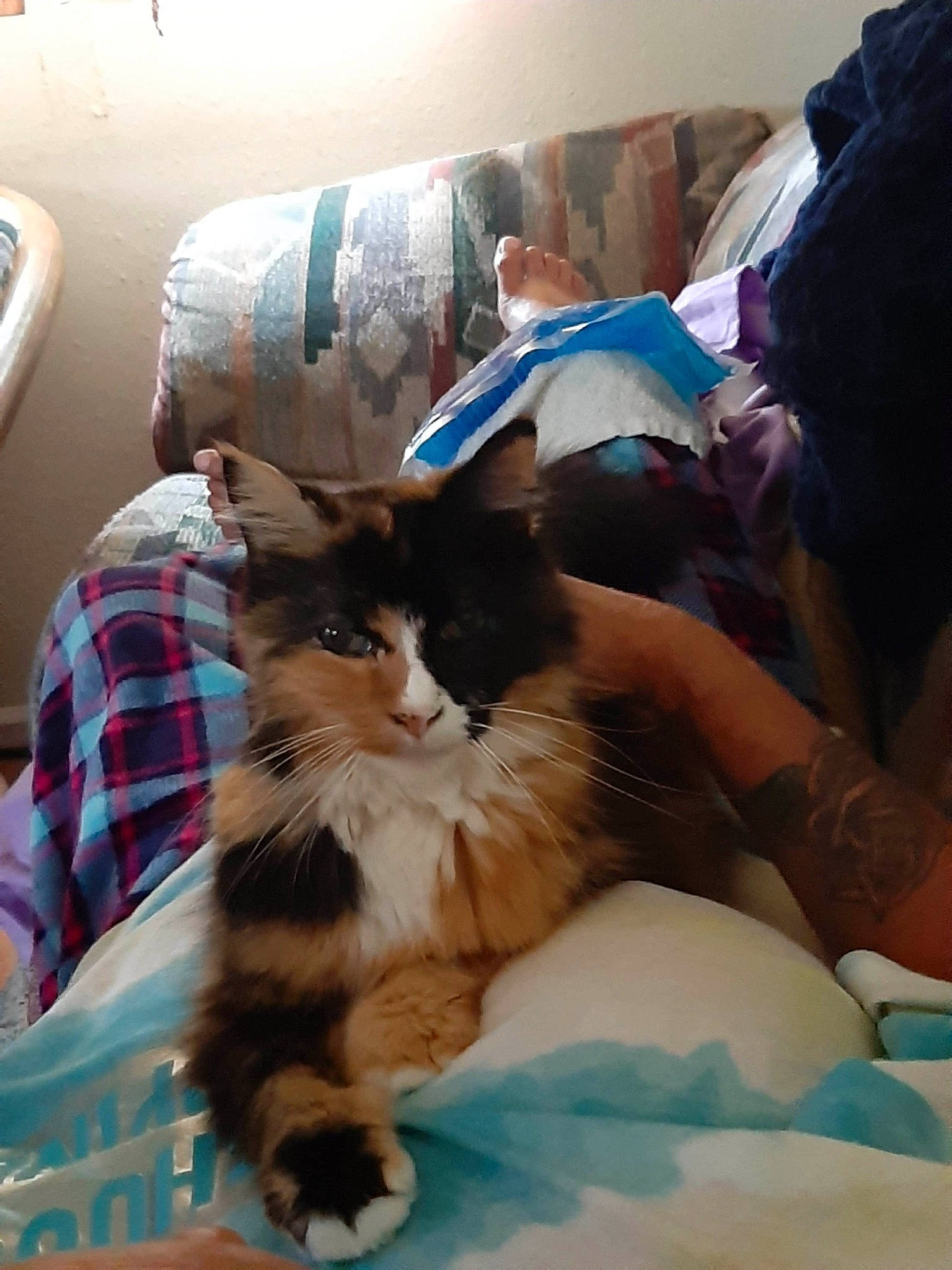 Houdini is registered to the contest to win money with this photo: bag, bed, bed_sheet, bedding, carnivore, cat, comfort, couch, domestic_short_haired_cat, felidae, fur, lap, linens, luggage_and_bags, room, sitting, small_to_medium_sized_cats, tartan, textile, whiskers