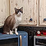 cat, blue_eyes, microwave, kitchen, cabinet, distressed_paint, patterned_tile, paper_towel, countertop, red_kitchen_timer, red_chicken_figure, toaster_oven, appliance, indoor, pet, curious, feline, sitting, household, decor
