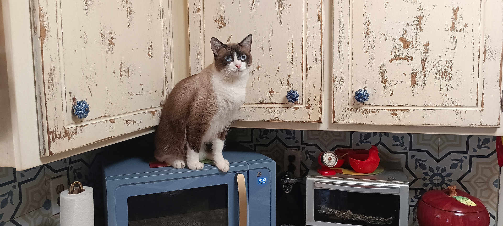 Ling Ling joined the competition — help win amazing prizes! cat, blue_eyes, microwave, kitchen, cabinet, distressed_paint, patterned_tile, paper_towel, countertop, red_kitchen_timer, red_chicken_figure, toaster_oven, appliance, indoor, pet, curious, feline, sitting, household, decor