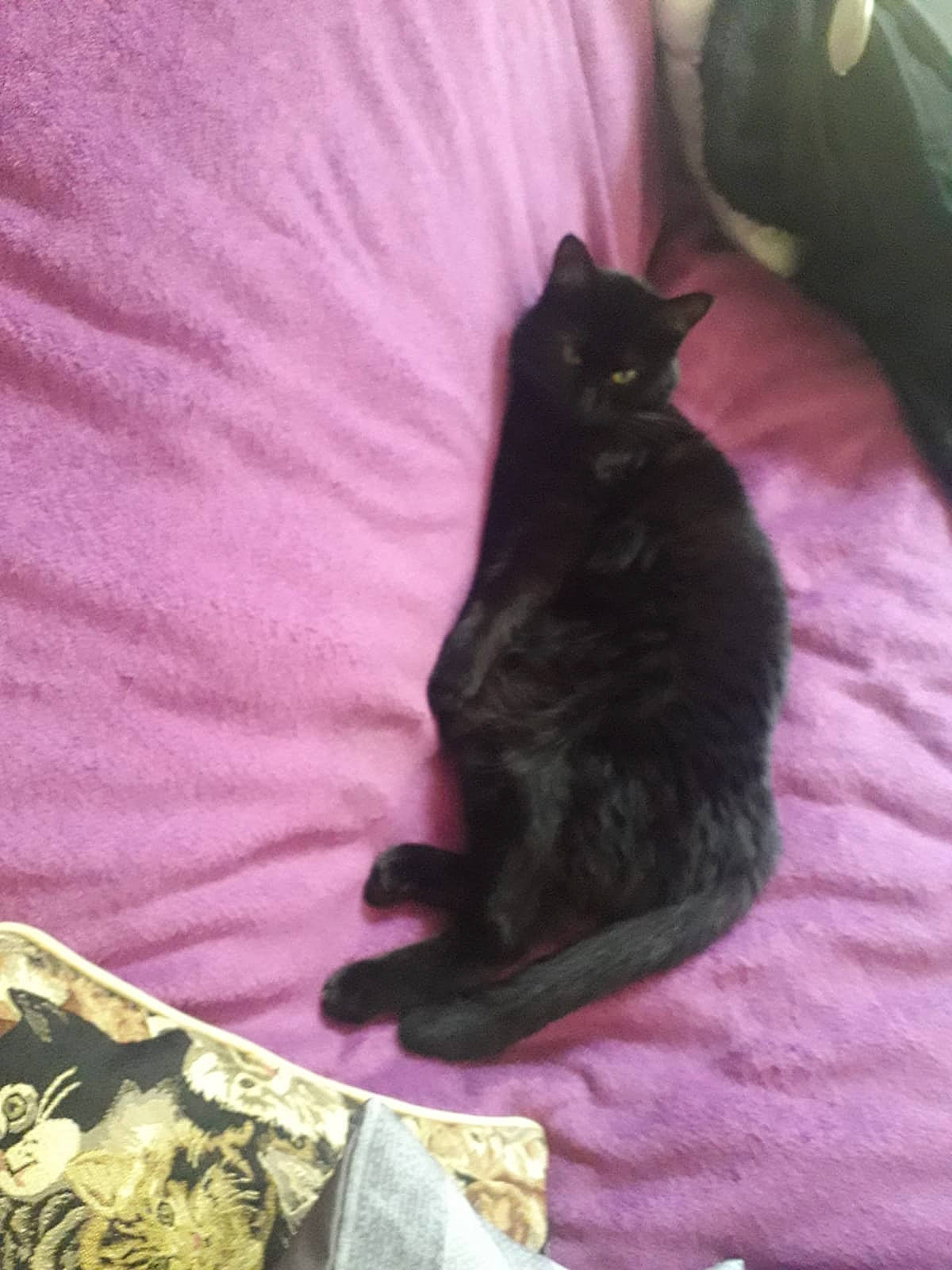 Ébène a rejoint le concours — aidez-le/la à gagner de superbes lots ! bed, bedding, black_cat, bombay, carnivore, cat, comfort, domestic_short_haired_cat, felidae, fur, grey, linens, magenta, pattern, purple, room, sleeve, small_to_medium_sized_cats, tail, whiskers