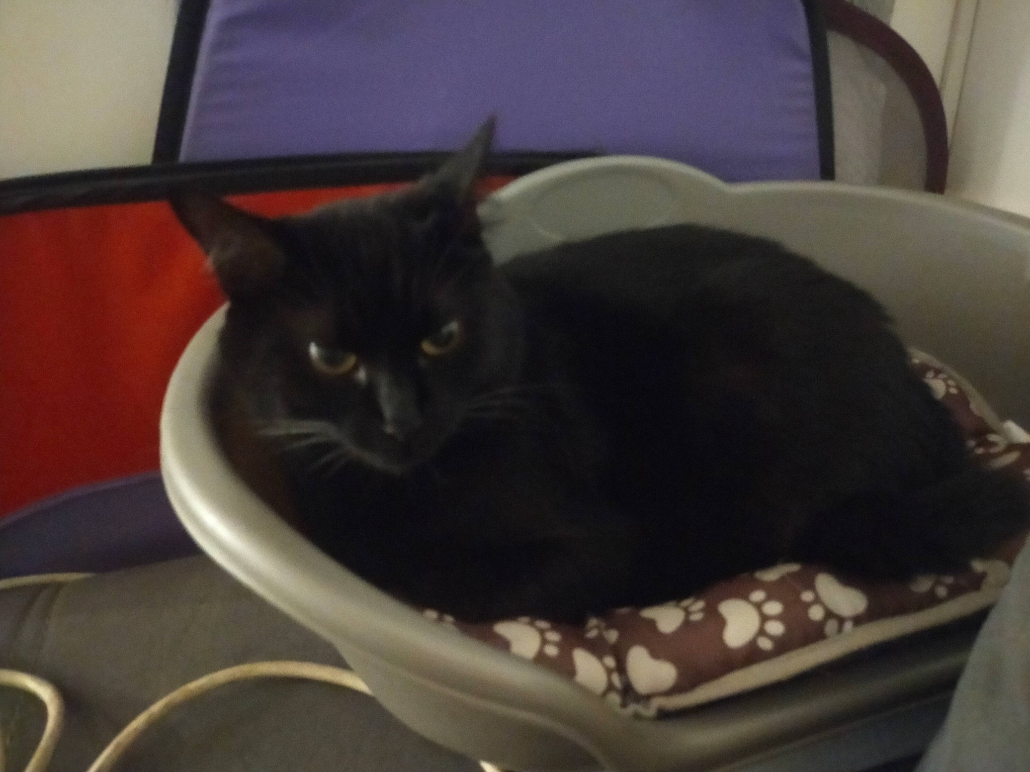 Ébène participe au concours pour gagner de l'argent avec cette photo : black_cat, bombay, box, carnivore, cat, cat_supply, chair, comfort, domestic_short_haired_cat, felidae, fur, laptop, pet_supply, room, small_to_medium_sized_cats, tail, terrestrial_animal, whiskers, window