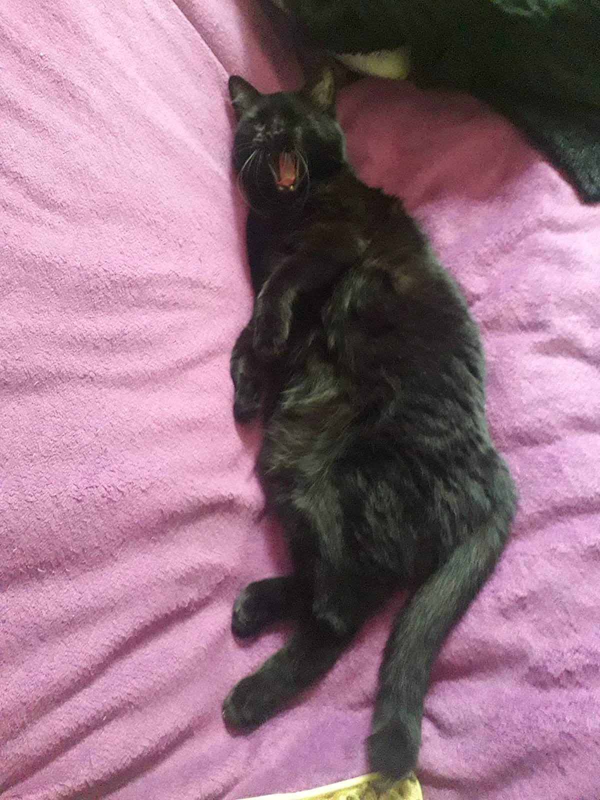 Ébène a rejoint le concours — aidez-le/la à gagner de superbes lots ! black_cat, carnivore, cat, claw, comfort, dog_breed, domestic_short_haired_cat, felidae, fur, havana_brown, magenta, paw, small_to_medium_sized_cats, tail, terrestrial_animal, whiskers