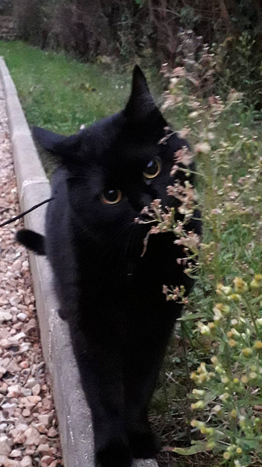 Ébène a rejoint le concours — aidez-le/la à gagner de superbes lots ! black_cat, bombay, carnivore, cat, domestic_short_haired_cat, eye, felidae, fur, grass, groundcover, plant, road_surface, shadow, small_to_medium_sized_cats, snout, soil, tail, terrestrial_animal, tree, whiskers
