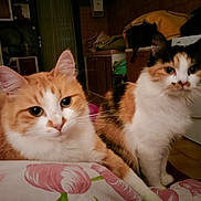 Lisa participe au concours pour gagner de l'argent avec cette photo : cat, indoor, ginger_cat, calico_cat, feline, pet, domestic_animal, fur, whiskers, eyes, face, floor, furniture, household, appliance, cozy, relaxed, standing, lying_down, closeup