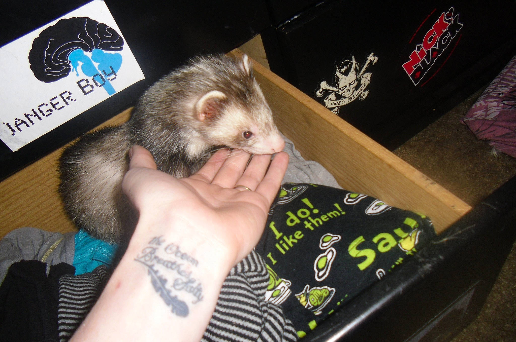 Sirkis Mcgee joined the competition — help win amazing prizes! carnivore, cat, ferret, fur, gerbil, marsupial, mustelidae, whiskers