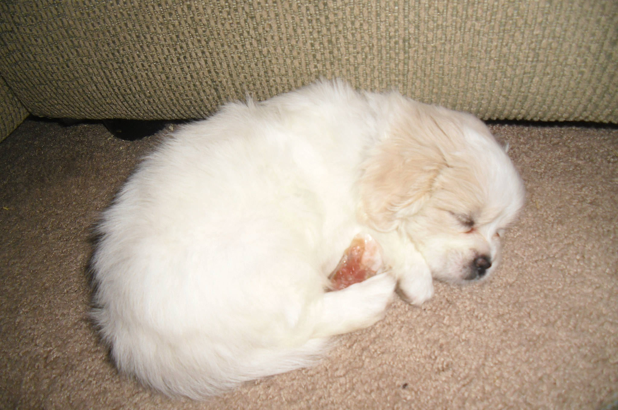 Daisy joined the competition — help win amazing prizes! bichon, canidae, carnivore, companion_dog, coton_de_tulear, dog, dog_breed, great_pyrenees, japanese_spitz, kuvasz, livestock_guardian_dog, maltese, mammal, maremma_sheepdog, non_sporting_group, polish_tatra_sheepdog, puppy, samoyed, slovak_cuvac, vertebrate