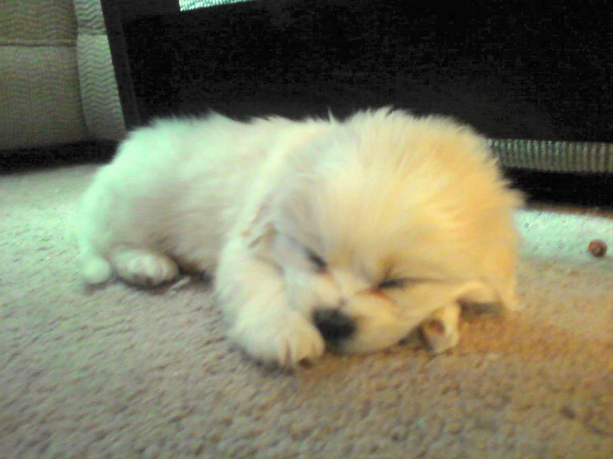 Daisy is registered to the contest to win money with this photo: bichon, canidae, carnivore, companion_dog, coton_de_tulear, dog, dog_breed, japanese_spitz, maltese, mammal, nose, pomeranian, puppy, samoyed, shih_tzu, skin, snout, spitz, sporting_group, vertebrate