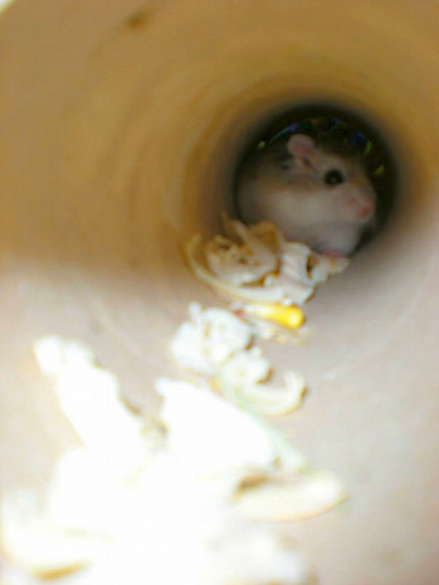 Hamperton is registered to the contest to win money with this photo: dormouse, ear, eye, fawn, gerbil, hamster, iris, jerboa, mouse, muridae, muroidea, pest, rat, rodent, snout, whiskers