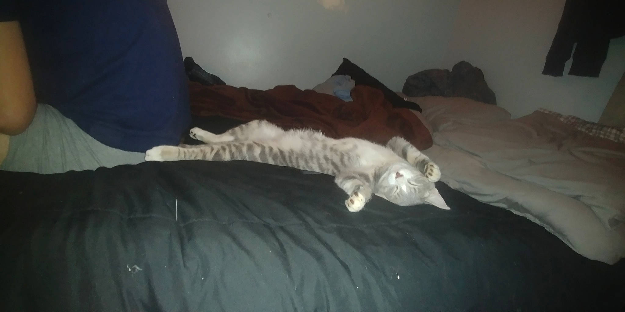 Tiggleston Terwilliger joined the competition — help win amazing prizes! canidae, carnivore, cat, dog_breed, felidae, kitten, small_to_medium_sized_cats, tail