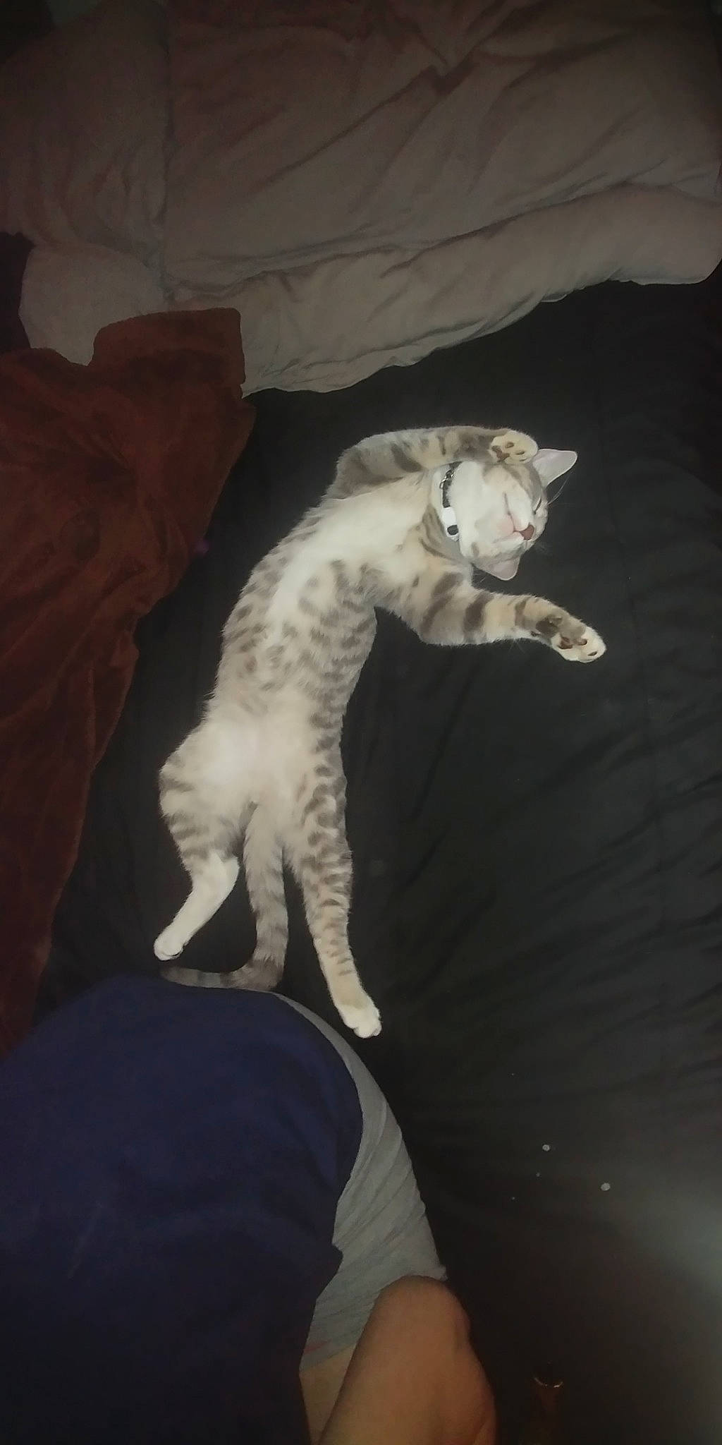 Tiggleston Terwilliger is registered to the contest to win money with this photo: carnivore, cat, european_shorthair, felidae, fur, kitten, small_to_medium_sized_cats, tail, whiskers