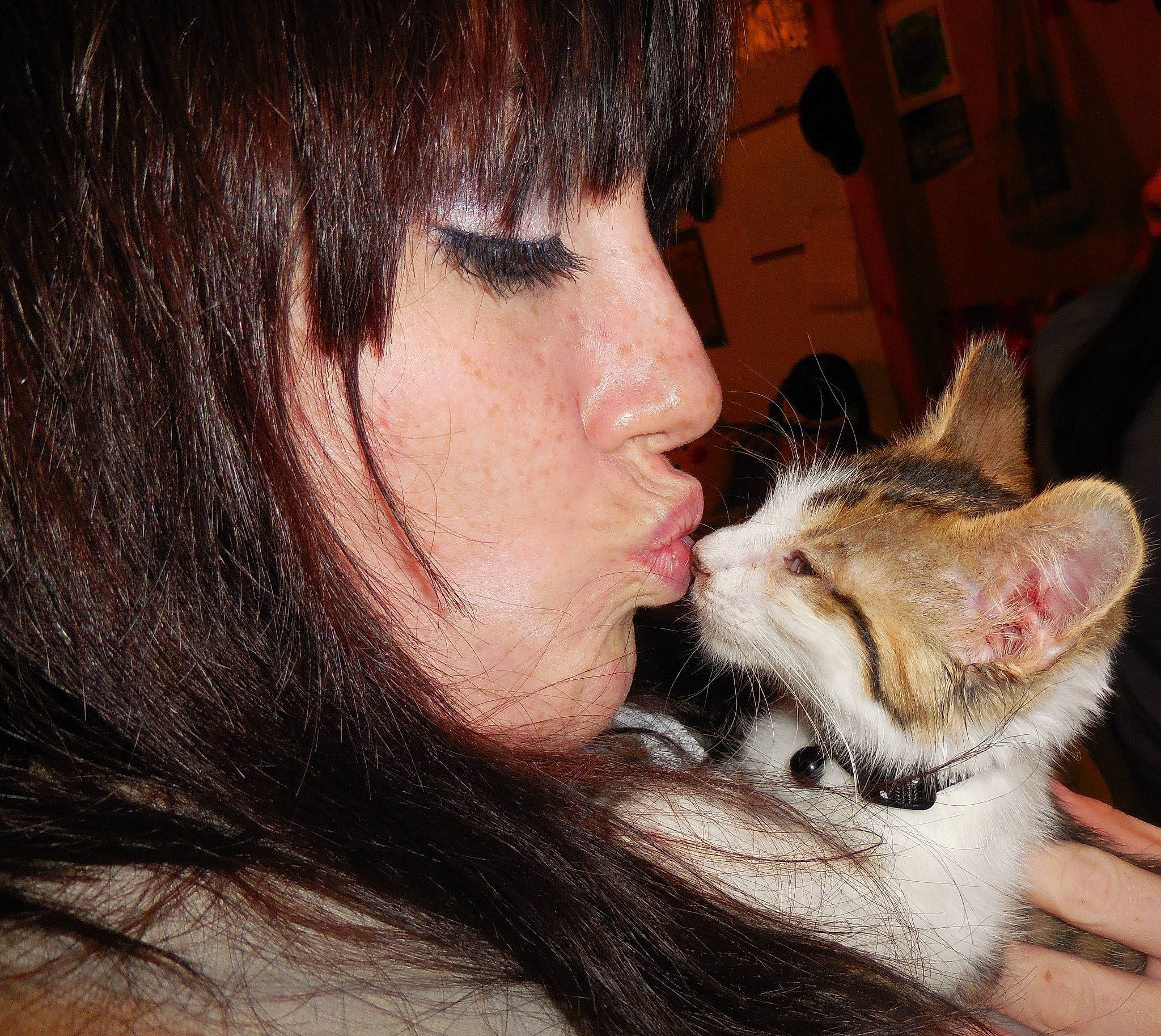 Zooblesnoot joined the competition — help win amazing prizes! black_hair, brown_hair, carnivore, cat, cheek, ear, european_shorthair, eye, felidae, fur, gesture, hair, kitten, lip, mouth, nose, organ, small_to_medium_sized_cats, snout, whiskers