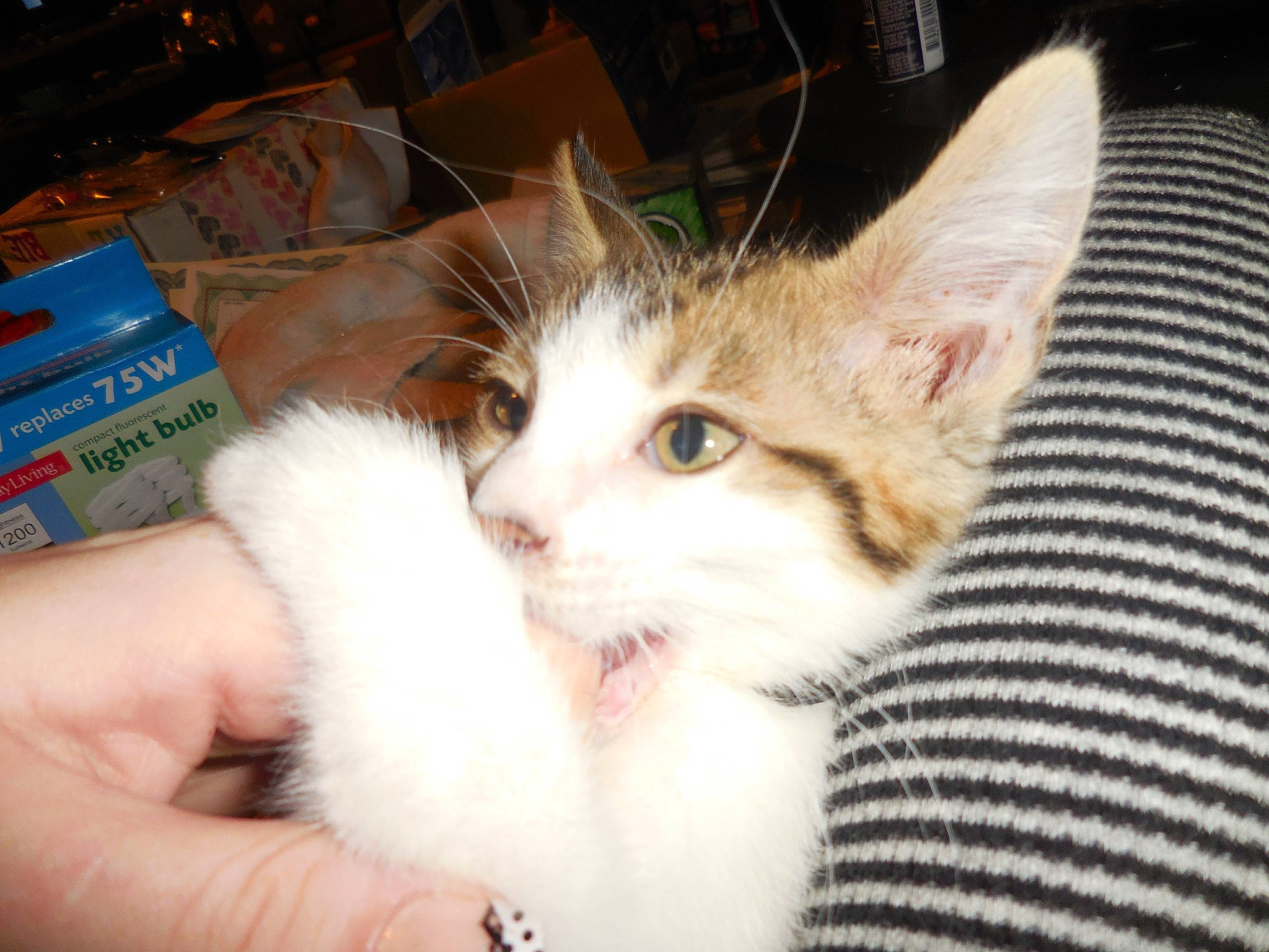 Zooblesnoot is registered to the contest to win money with this photo: aegean_cat, asian, carnivore, cat, domestic_long_haired_cat, domestic_short_haired_cat, ear, european_shorthair, felidae, fur, kitten, mammal, ojos_azules, polydactyl_cat, ragamuffin, small_to_medium_sized_cats, turkish_angora, turkish_van, whiskers