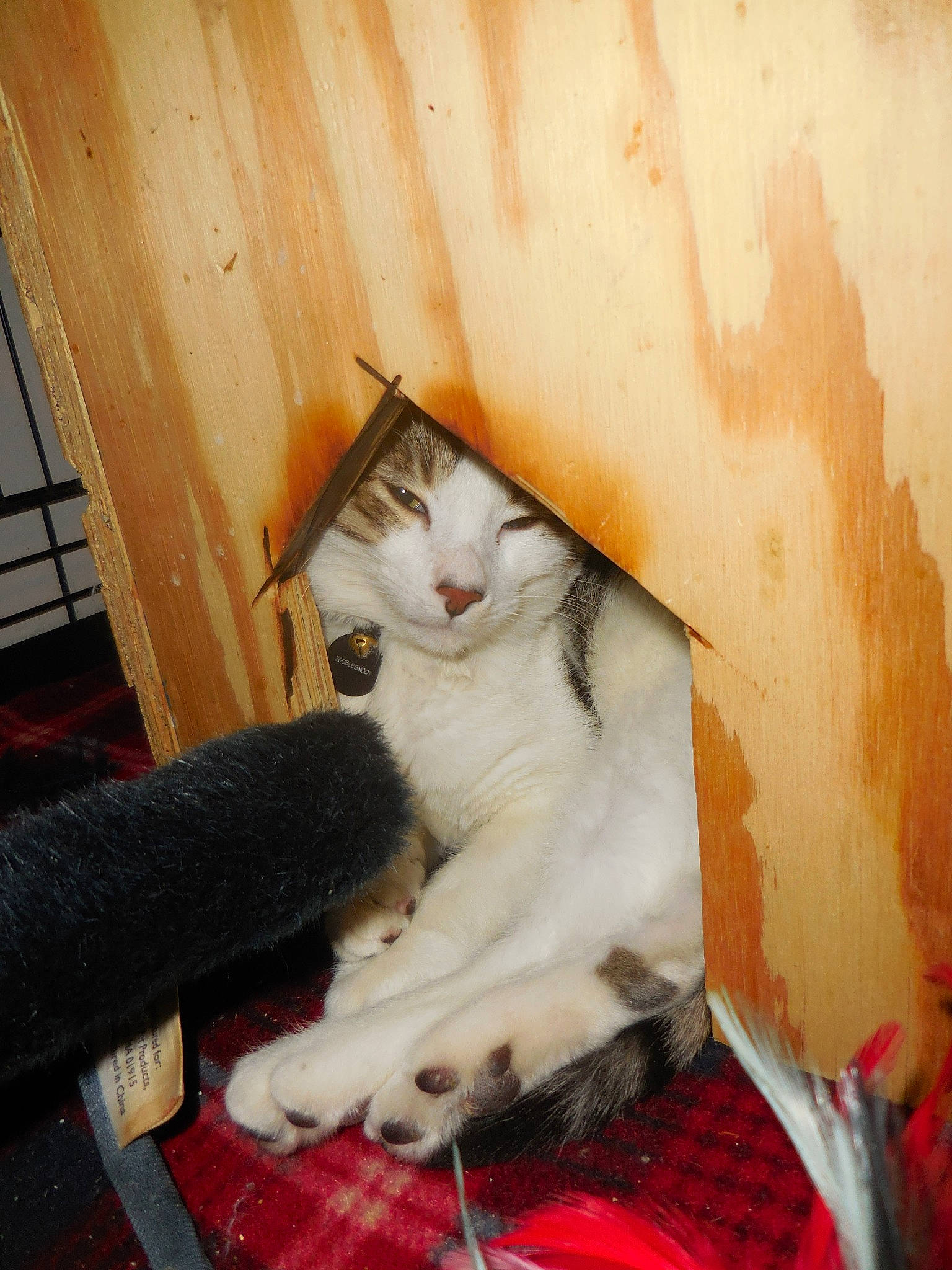 Zooblesnoot is registered to the contest to win money with this photo: aegean_cat, american_wirehair, asian, carnivore, cat, domestic_short_haired_cat, european_shorthair, eye, felidae, fur, kitten, mammal, ojos_azules, paw, polydactyl_cat, small_to_medium_sized_cats, tail, turkish_angora, turkish_van, whiskers