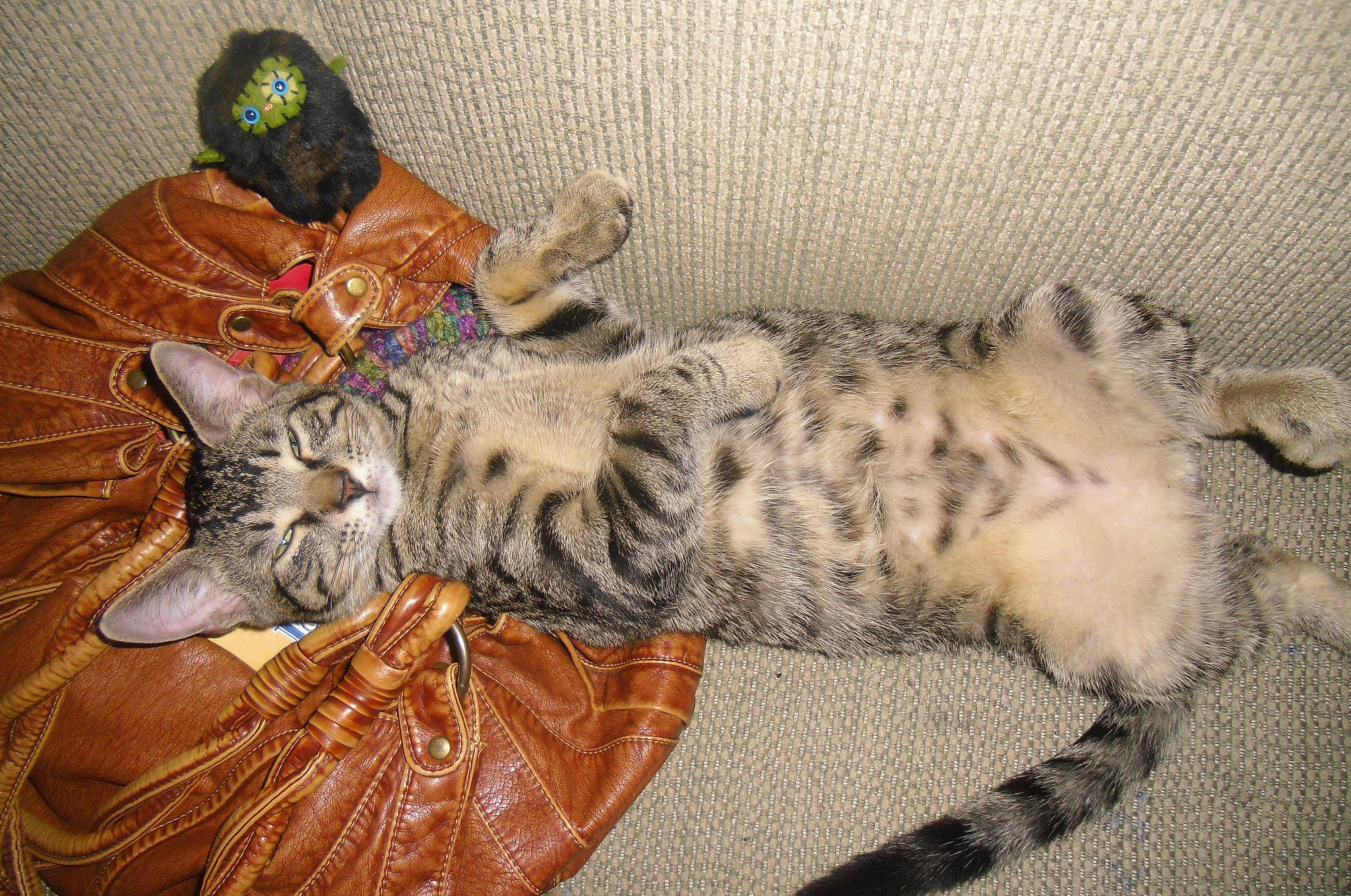 Blueberry Michael joined the competition — help win amazing prizes! american_shorthair, asian, bengal, carnivore, cat, domestic_short_haired_cat, dragon_li, egyptian_mau, european_shorthair, felidae, fur, kitten, mammal, ocicat, pixie_bob, small_to_medium_sized_cats, tabby_cat, tail, toyger, vertebrate