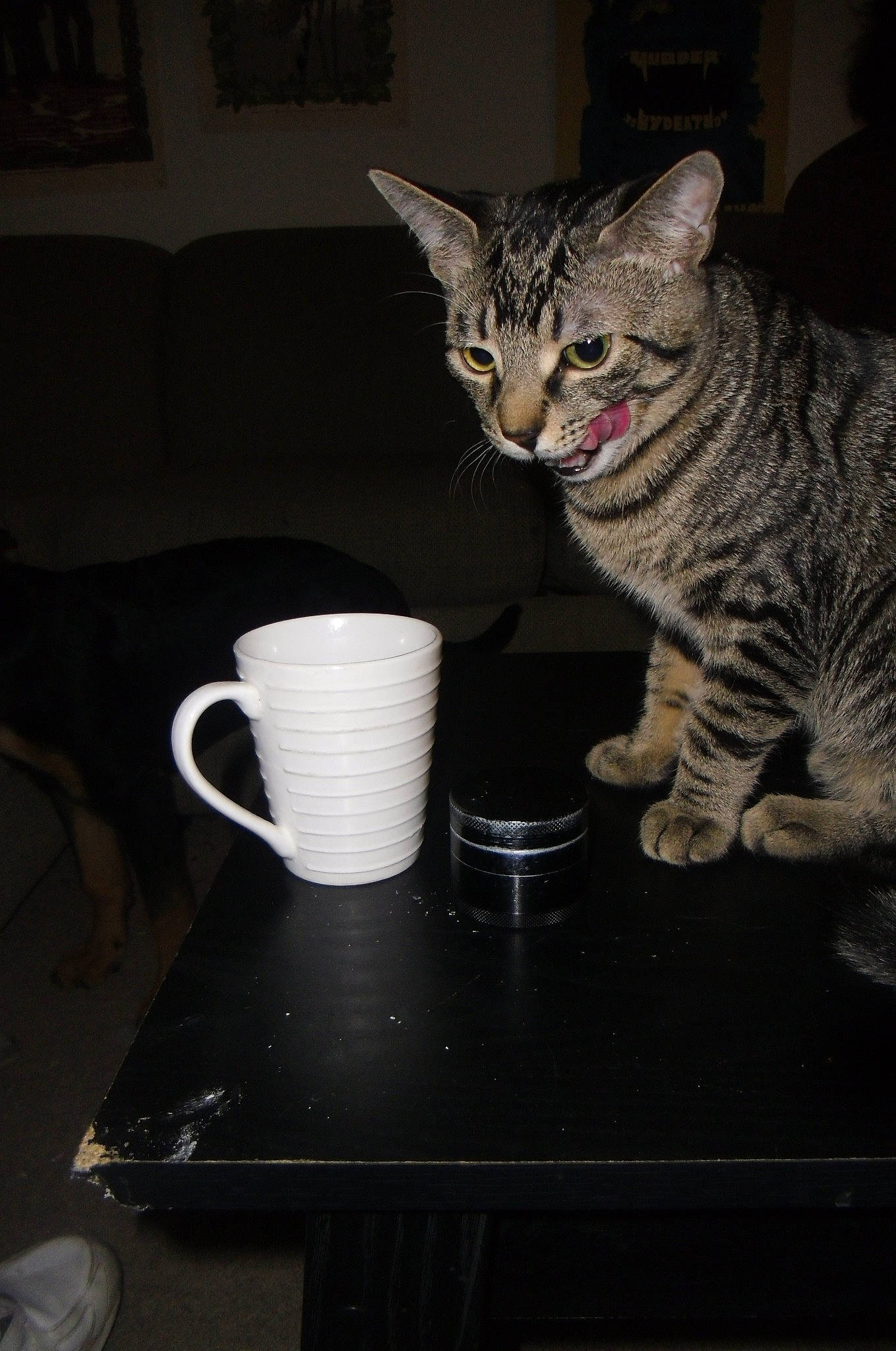 Blueberry Michael is registered to the contest to win money with this photo: american_shorthair, american_wirehair, asian, california_spangled, carnivore, cat, cup, domestic_short_haired_cat, dragon_li, egyptian_mau, european_shorthair, felidae, kitten, ocicat, polydactyl_cat, small_to_medium_sized_cats, tabby_cat, table, toyger, whiskers