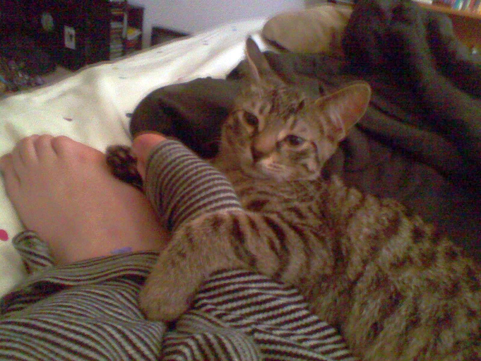 Blueberry Michael is registered to the contest to win money with this photo: arabian_mau, asian, australian_mist, california_spangled, carnivore, cat, chausie, domestic_short_haired_cat, dragon_li, egyptian_mau, european_shorthair, felidae, kitten, mammal, ocicat, pixie_bob, small_to_medium_sized_cats, tabby_cat, vertebrate, whiskers