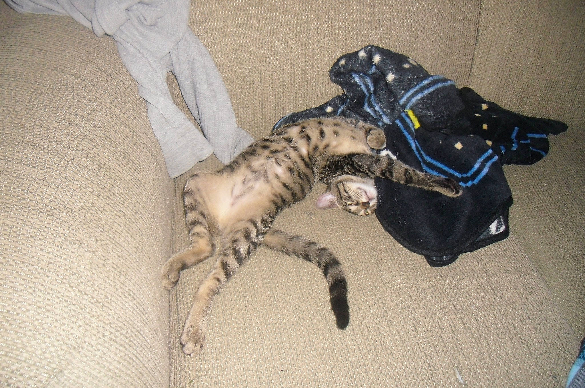 Blueberry Michael is registered to the contest to win money with this photo: canidae, carnivore, cat, claw, dog, dog_breed, felidae, lurcher, tail, whippet