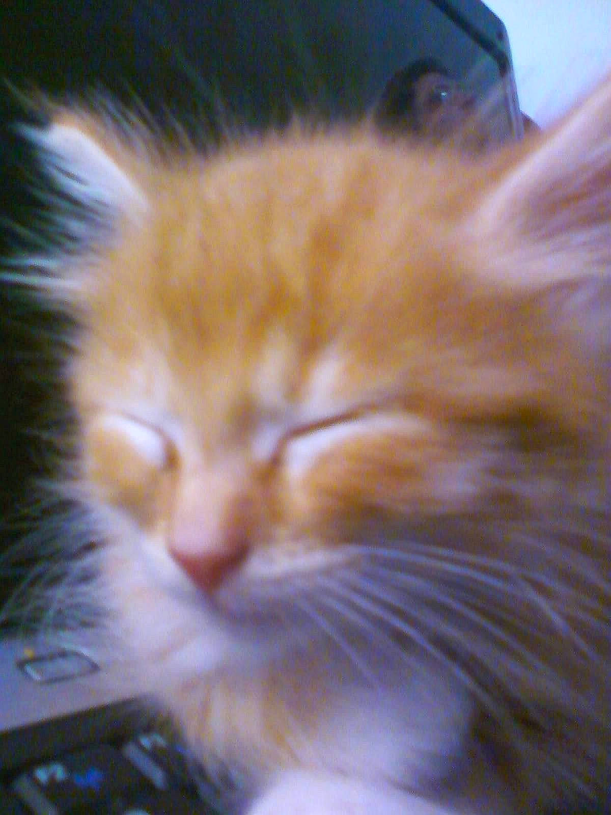 Cobain is registered to the contest to win money with this photo: american_curl, asian, british_semi_longhair, carnivore, cat, close_up, domestic_long_haired_cat, eye, felidae, fur, kitten, mammal, norwegian_forest_cat, nose, persian, ragamuffin, siberian, small_to_medium_sized_cats, snout, whiskers