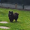 dog, black_dog, grass, lawn, stepping_stones, outdoor, pet, fence, backyard, small_dog, fluffy, curious, animal, nature, green, canine, standing, yard, domestic_animal, quiet