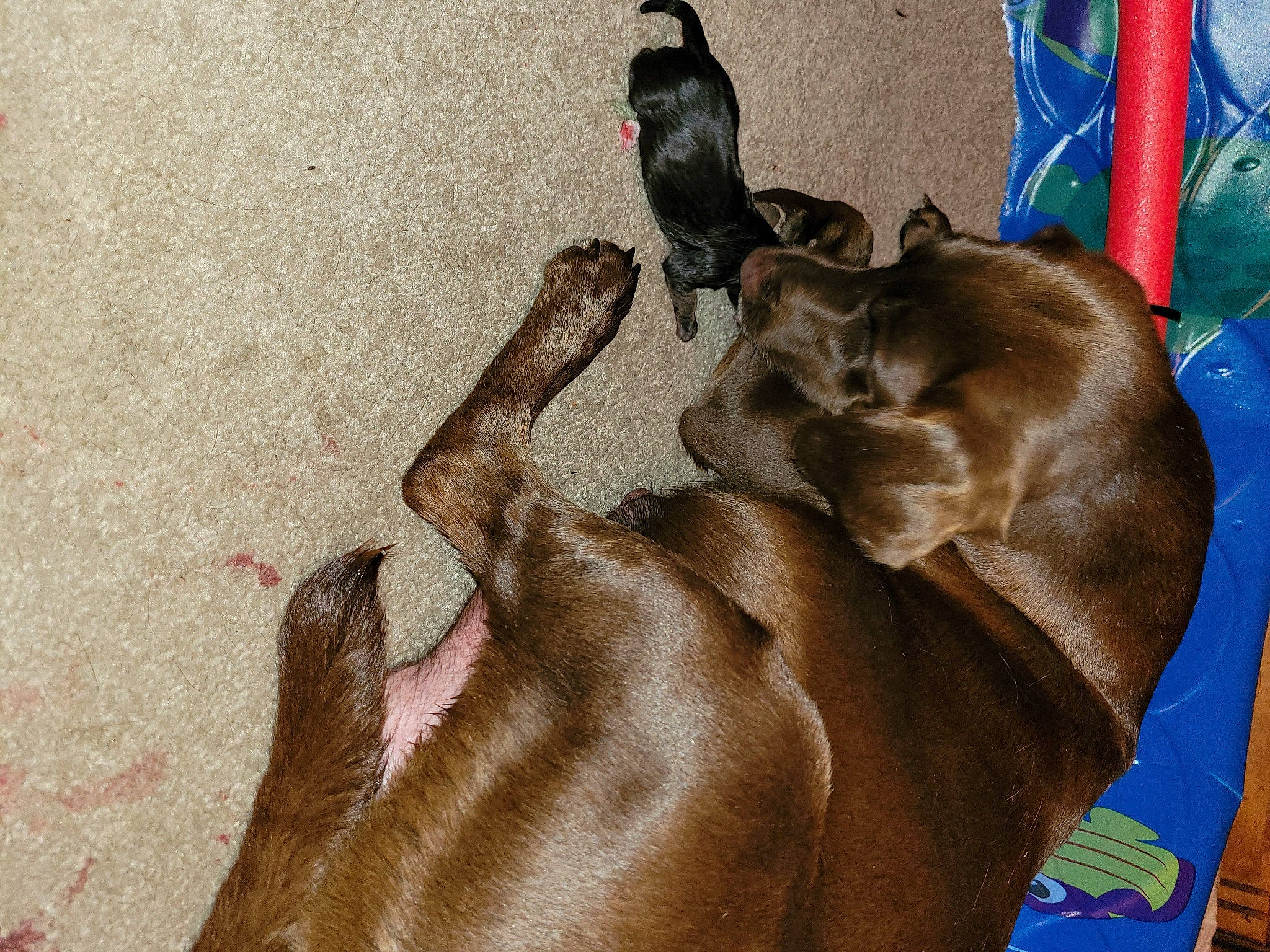 Jinxy is registered to the contest to win money with this photo: bird, canidae, carnivore, comfort, companion_dog, dog, dog_breed, fawn, felidae, foot, fur, human_leg, liver, small_to_medium_sized_cats, snout, sporting_group, tail, whiskers, working_animal, wrinkle