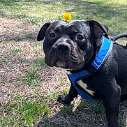 Onyx is registered to the contest to win money with this photo: dog, black_dog, blue_harness, flower, yellow_flower, grass, park, outdoor, sunny, pet, animal, canine, nature, curious, standing, daylight, greenery, close_up, grass_field, playful