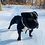 Onyx is registered to the contest to win money with this photo: dog, black_dog, snow, outdoor, winter, trees, nature, animal, pet, collar, path, daylight, cold, forest, walking, canine, fur, alert, wildlife, landscape