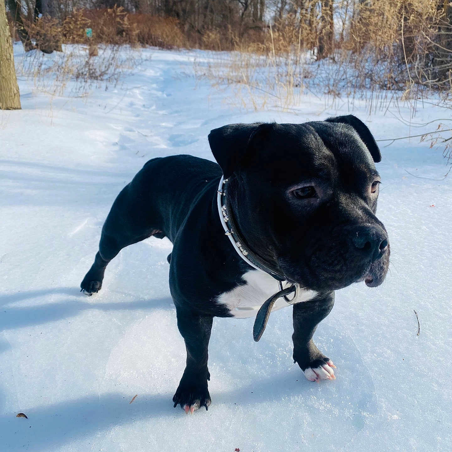 Onyx is registered to the contest to win money with this photo: alert, animal, black_dog, canine, cold, collar, daylight, dog, forest, fur, landscape, nature, outdoor, path, pet, snow, trees, walking, wildlife, winter
