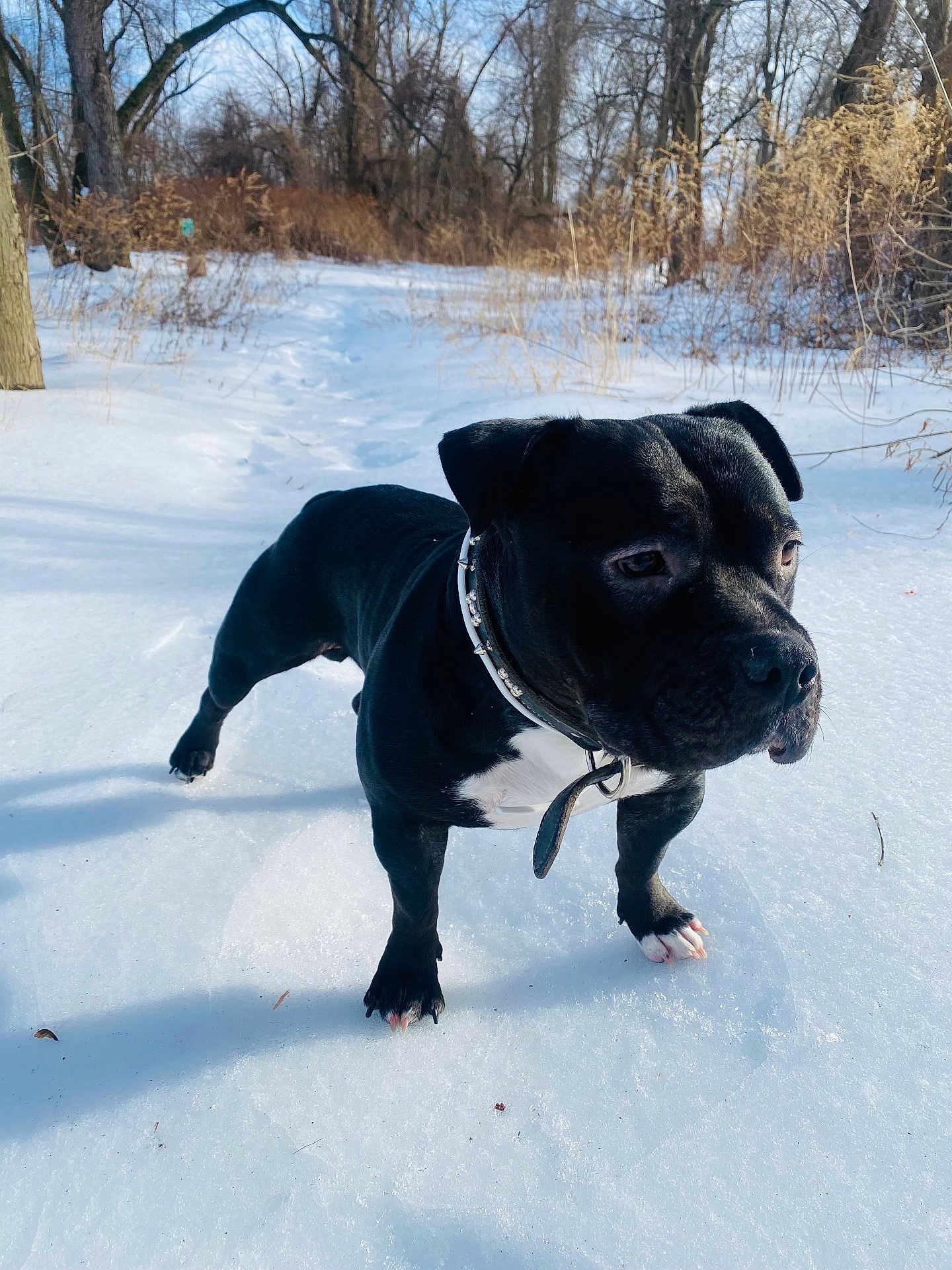Onyx