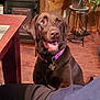 dog, labrador, chocolate_lab, pet, indoor, collar, purple_collar, wood_floor, plant, table, furniture, happy, smiling, canine, animal, brown_dog, domestic_animal, companion, looking_up, floor