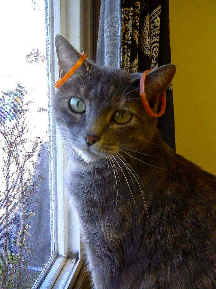 Tigra joined the competition — help win amazing prizes! carnivore, cat, curtain, domestic_short_haired_cat, felidae, fur, small_to_medium_sized_cats, snout, terrestrial_animal, tree, whiskers, window