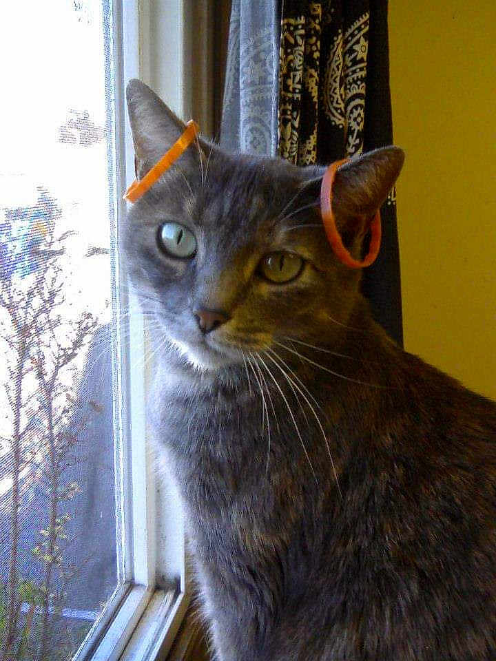 Tigra