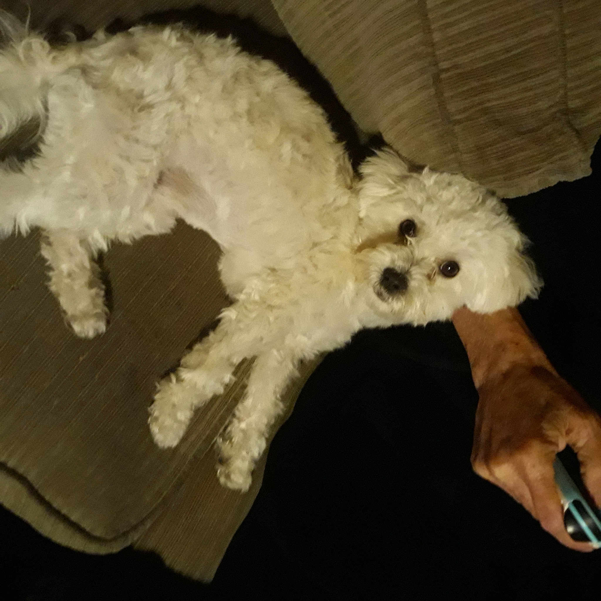 Mojete