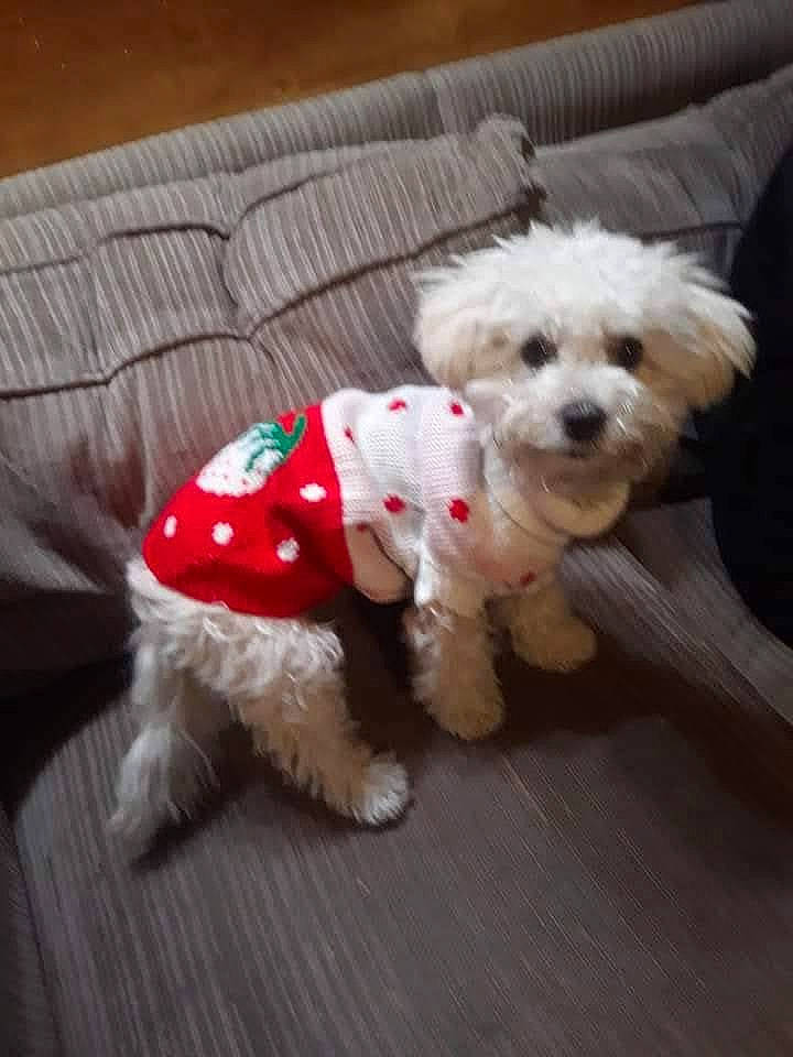 Mojete is registered to the contest to win money with this photo: canidae, carnivore, collar, companion_dog, dog, dog_breed, dog_clothes, dog_collar, dog_supply, fashion_accessory, fur, maltepoo, non_sporting_group, pet_supply, poodle_crossbreed, small_terrier, sporting_group, terrier, toy_dog, working_animal