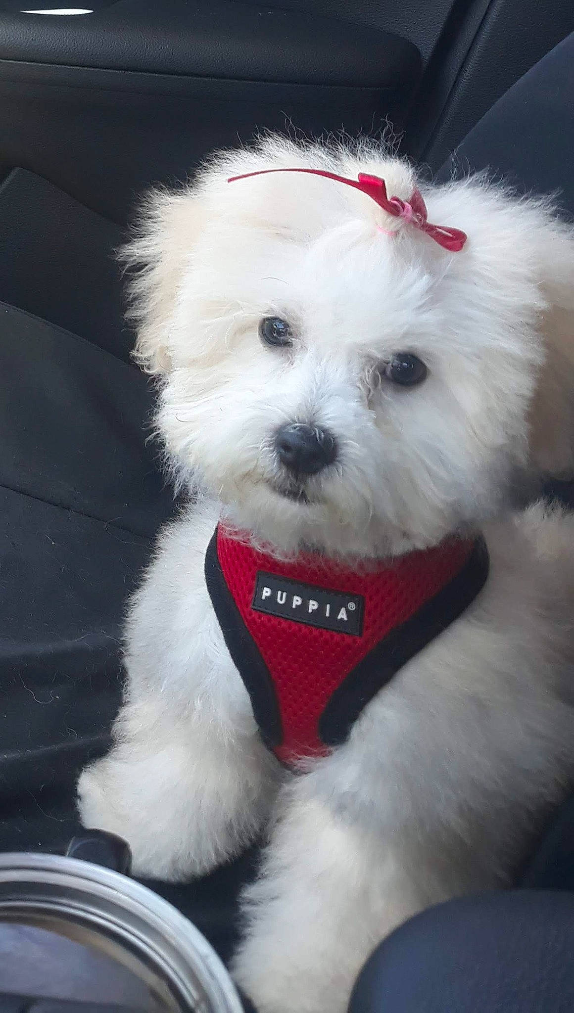 Mojete is registered to the contest to win money with this photo: bichon, bolognese, canidae, carnivore, collar, companion_dog, dog, dog_breed, dog_collar, fur, labradoodle, maltepoo, non_sporting_group, poodle_crossbreed, small_terrier, snout, sporting_group, terrier, toy_dog, working_animal