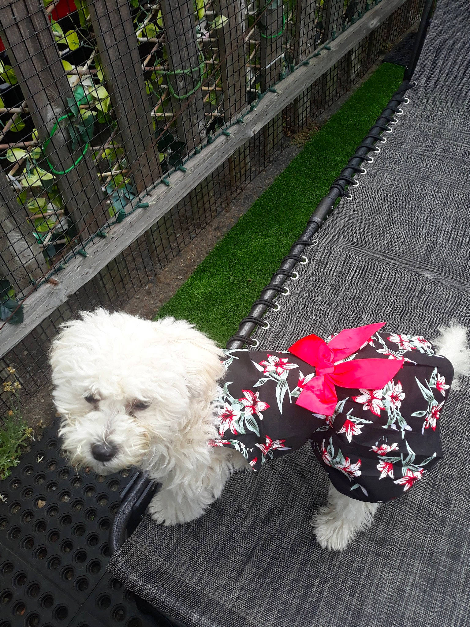 Mojete is registered to the contest to win money with this photo: canidae, carmine, carnivore, companion_dog, dog, dog_breed, dog_collar, dog_supply, fence, flower, fur, grass, plant, poodle, road_surface, sidewalk, sporting_group, terrier, toy_dog, water_dog