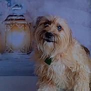 Gizmo is registered to the contest to win money with this photo: dog, fluffy, scruffy, lantern, glowing, cozy, fuzzy, indoor, pet, animal, brown, cute, fur, portrait, looking_up, soft_light, warm, companion, adorable, sitting