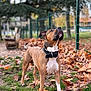 dog, canine, outdoor, autumn, leaves, grass, park, fence, bench, tree, pet, collar, brown, white, standing, nature, animal, alert, daylight, muzzle