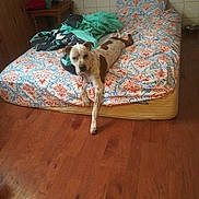 Tate is registered to the contest to win money with this photo: canidae, carnivore, companion_dog, dog, dog_bed, dog_breed, fawn, floor, flooring, fox_terrier, hardwood, wood, wood_flooring